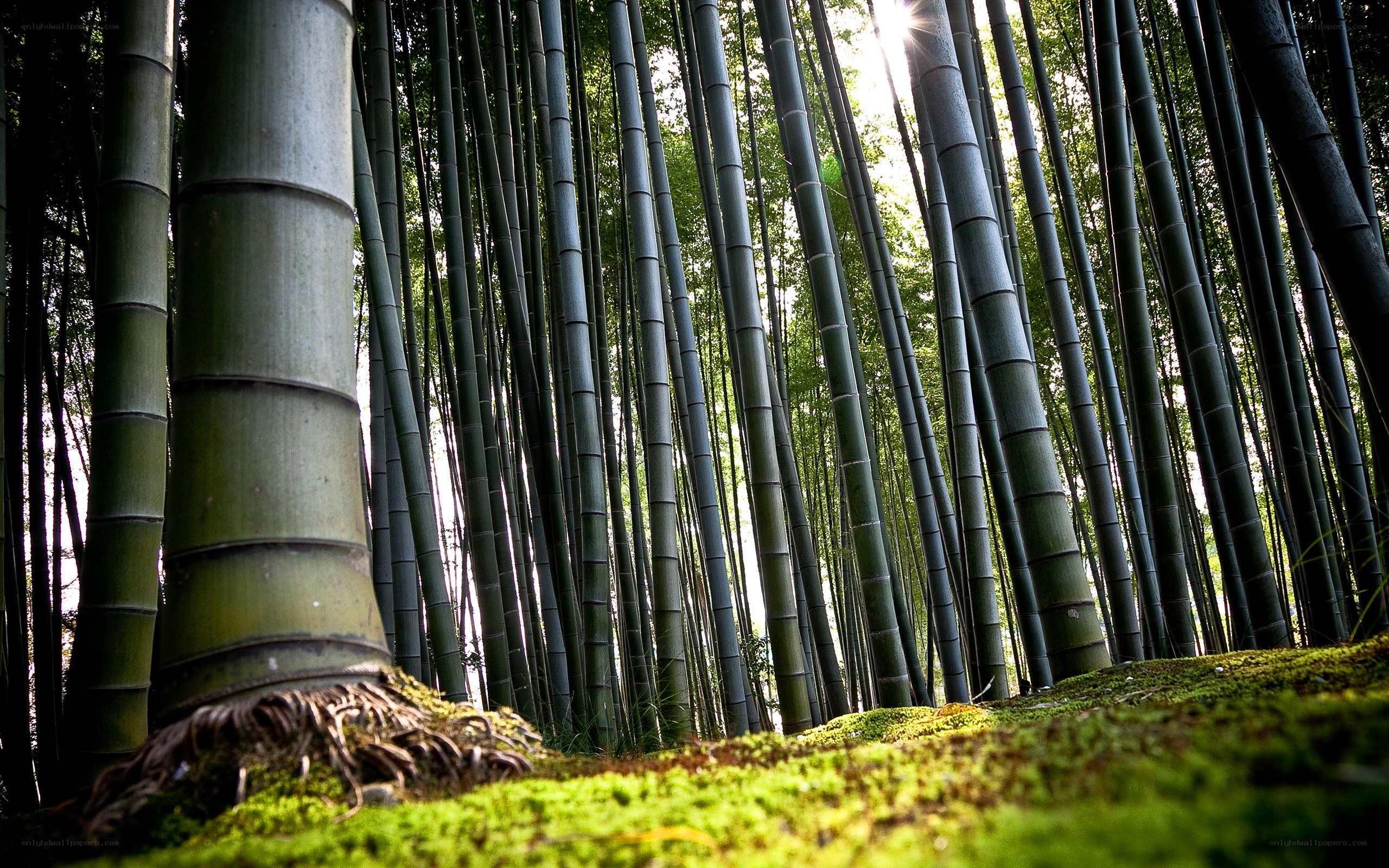 Bamboo forest with sunlight