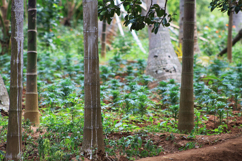 Bamboo forest with young plants