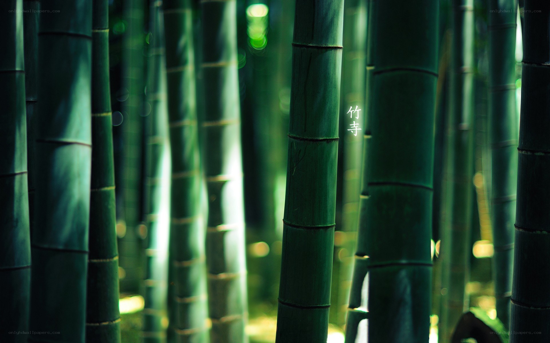 Bamboo grove at Bamboo Temple