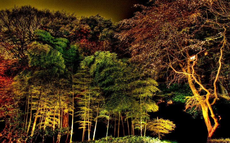 Bamboo Grove at Night — Green