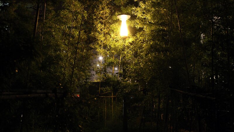 Bamboo grove at night