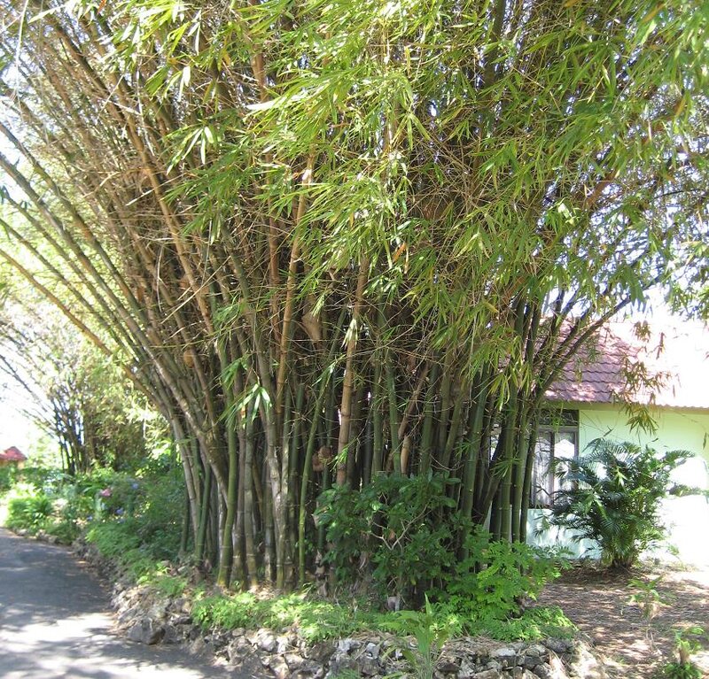 Bamboo Grove by House