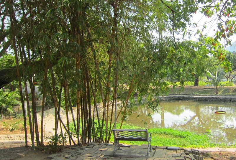 Bamboo Grove by Pond