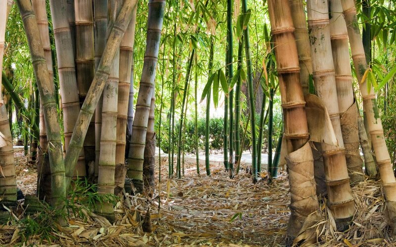 Bamboo Grove — Green