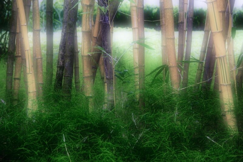 Bamboo grove in mist