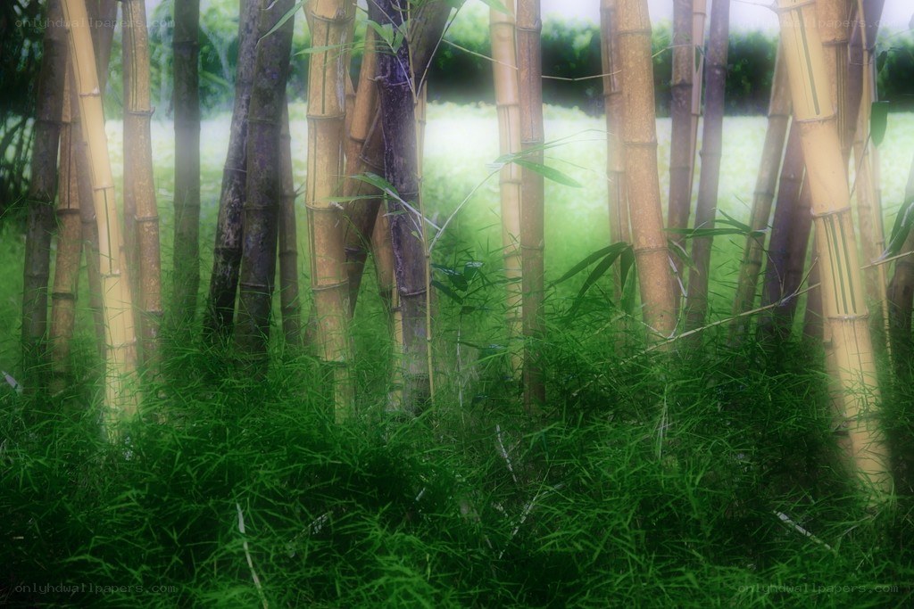 Bamboo grove in mist