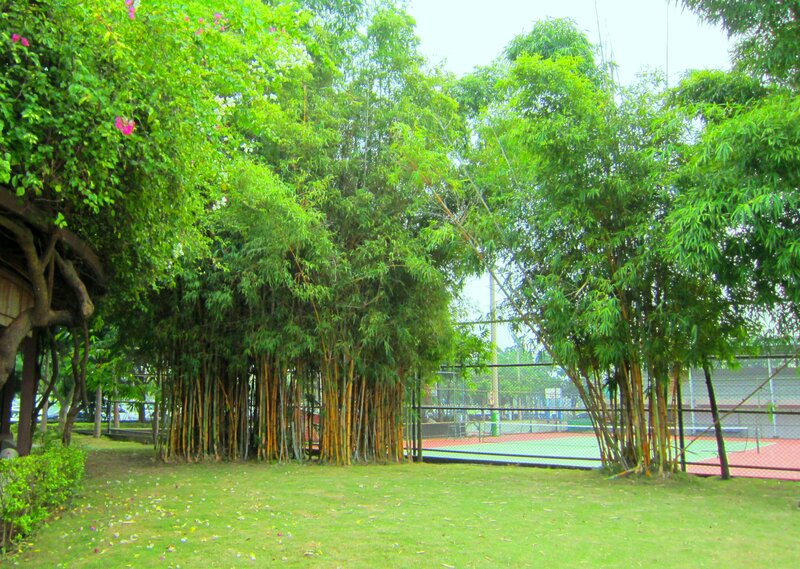 Bamboo Grove in Park