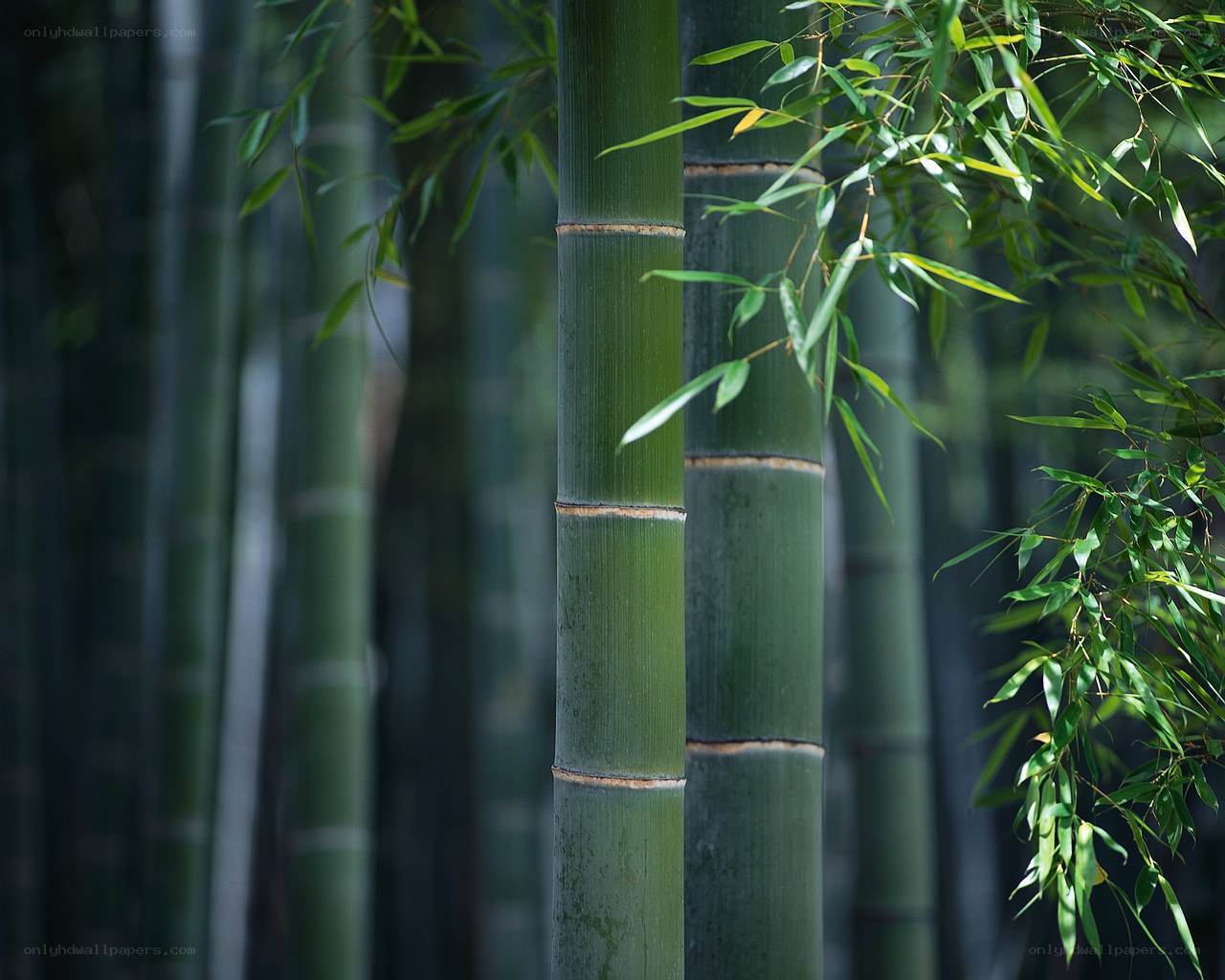 Bamboo grove in sunlight