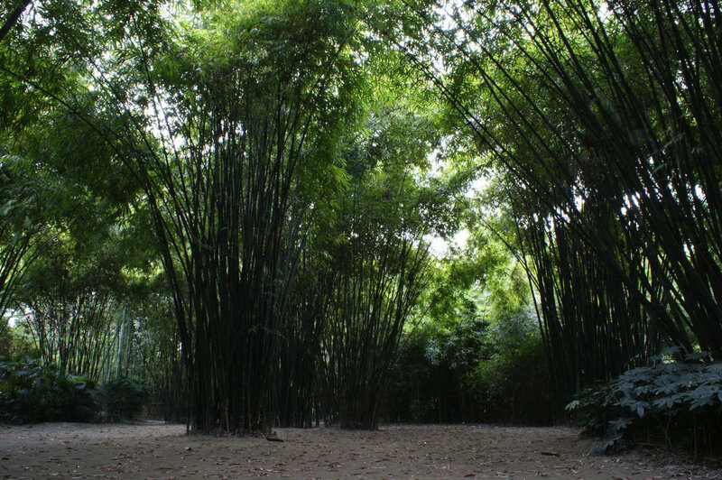 Bamboo grove in sunlight