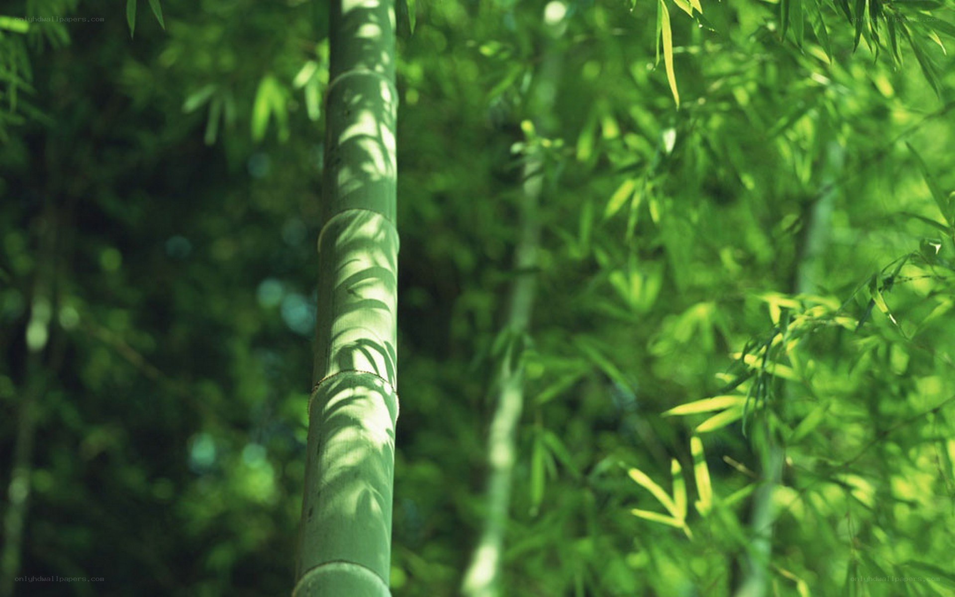Bamboo grove in sunlight