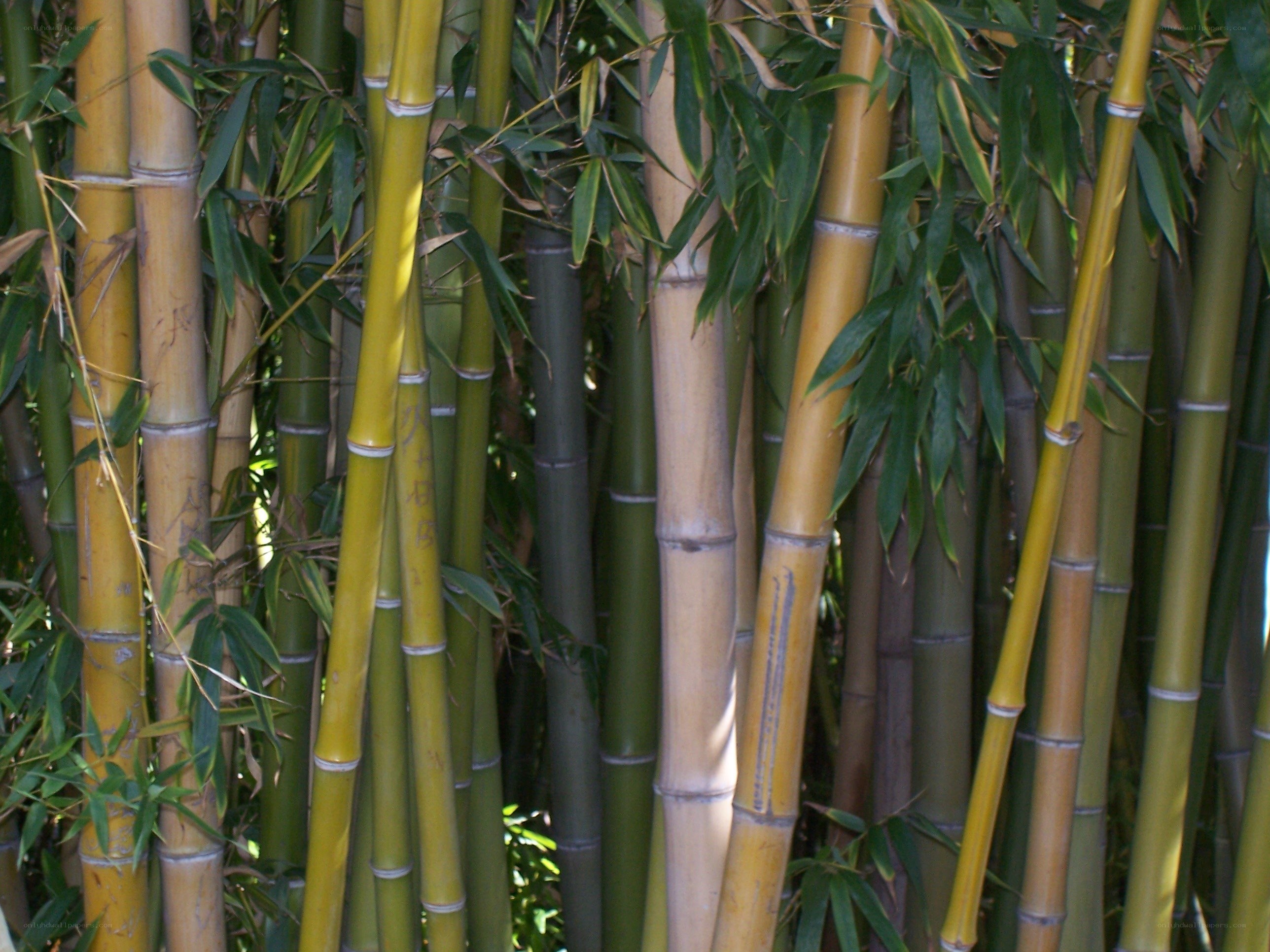 Bamboo grove in sunlight