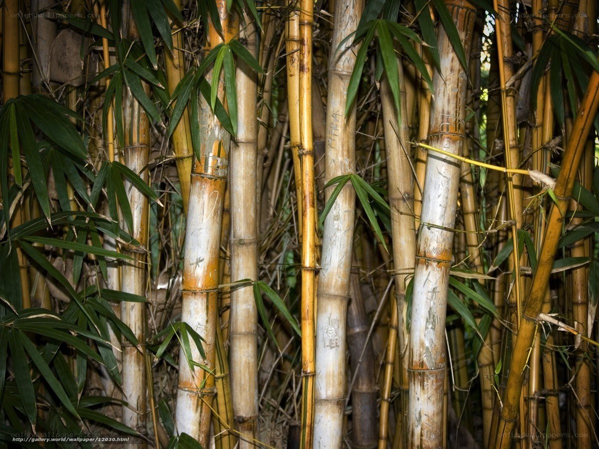 Bamboo grove in sunlight