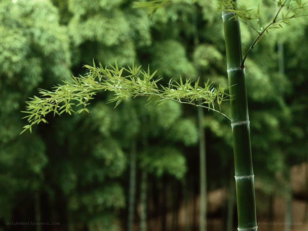 Bamboo grove in the forest