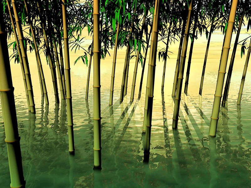 Bamboo grove in water