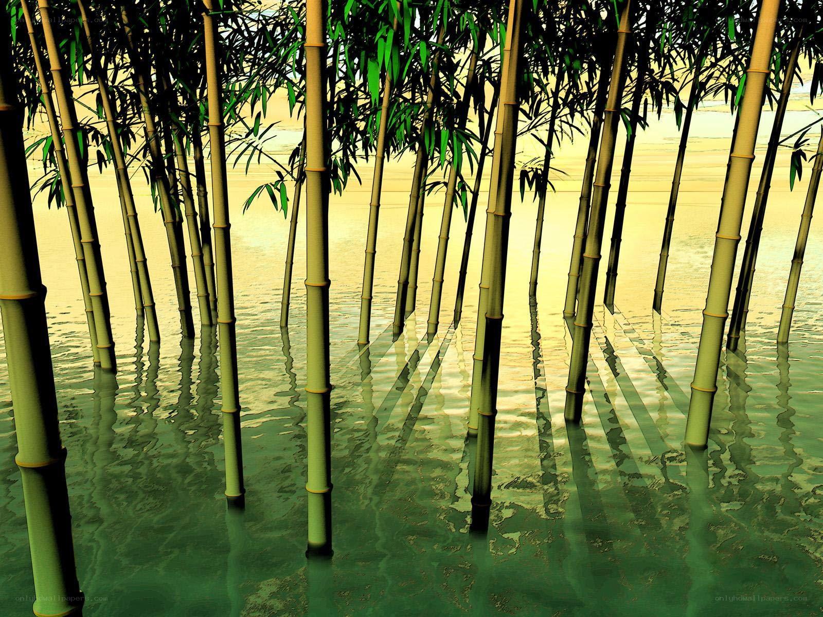 Bamboo grove in water