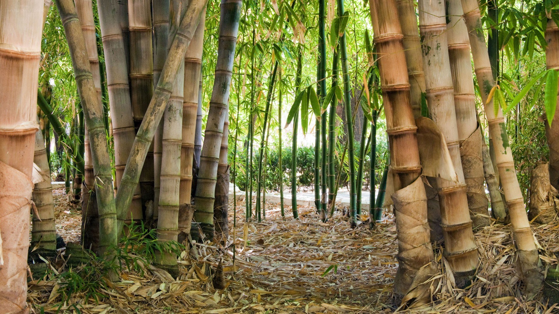 Bamboo grove path
