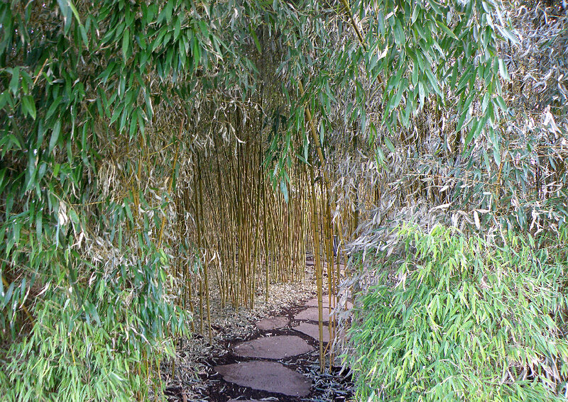 Bamboo Grove Path — Green