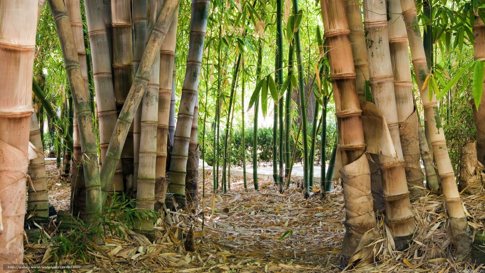Bamboo grove path