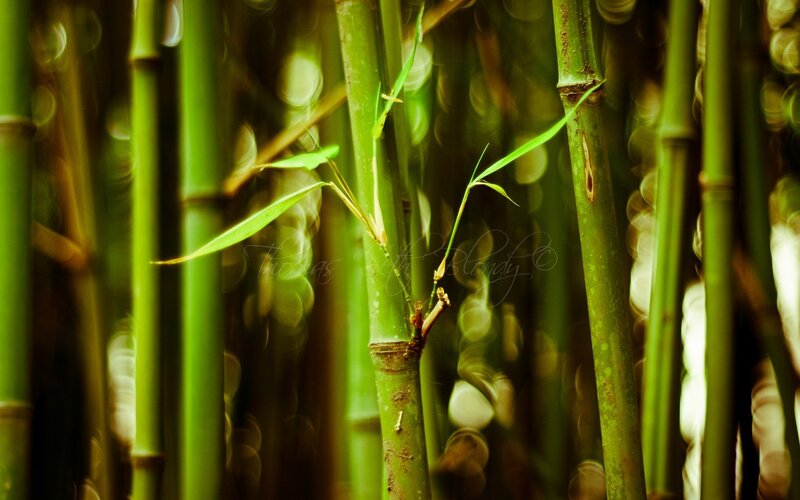 Bamboo grove with bokeh