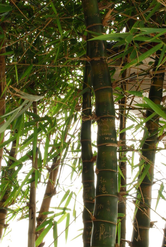Bamboo grove with carved names