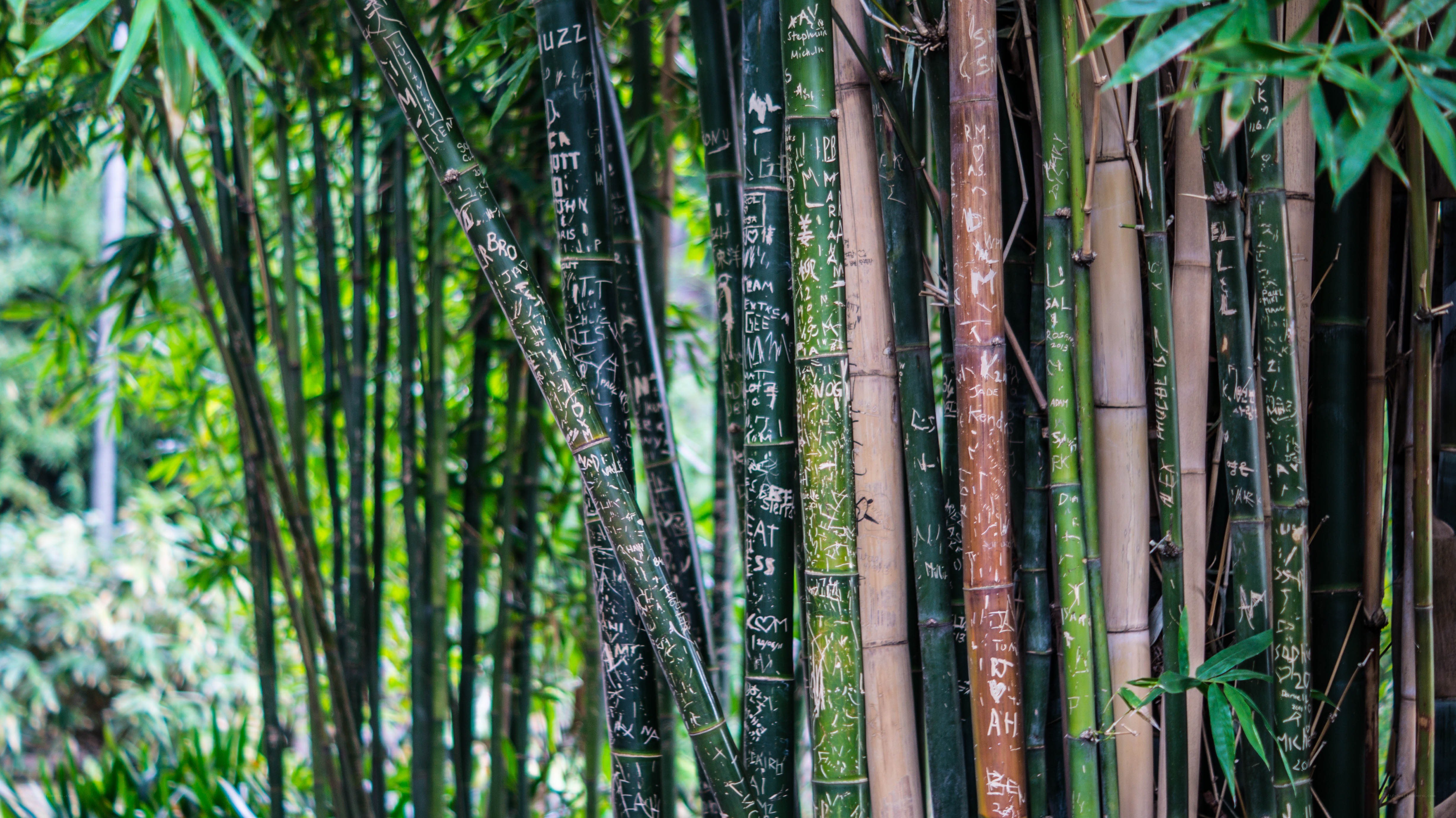 Bamboo grove with carvings