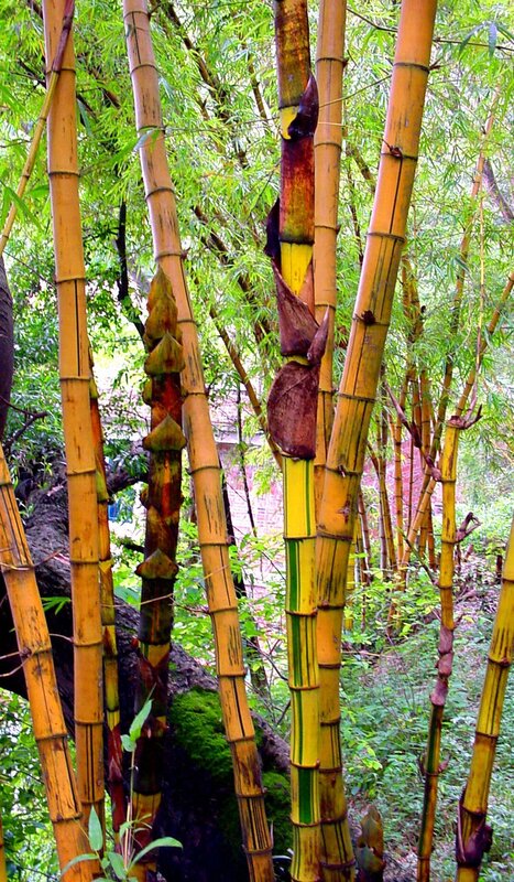 Bamboo grove with colorful culms