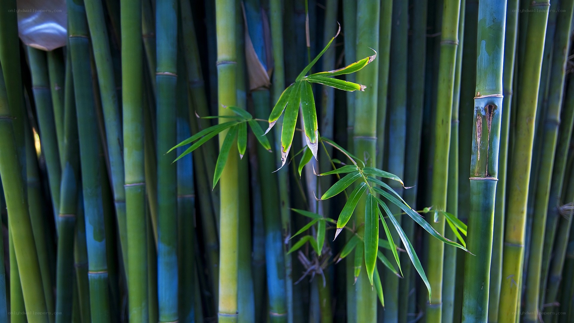 Bamboo grove with fresh leaves