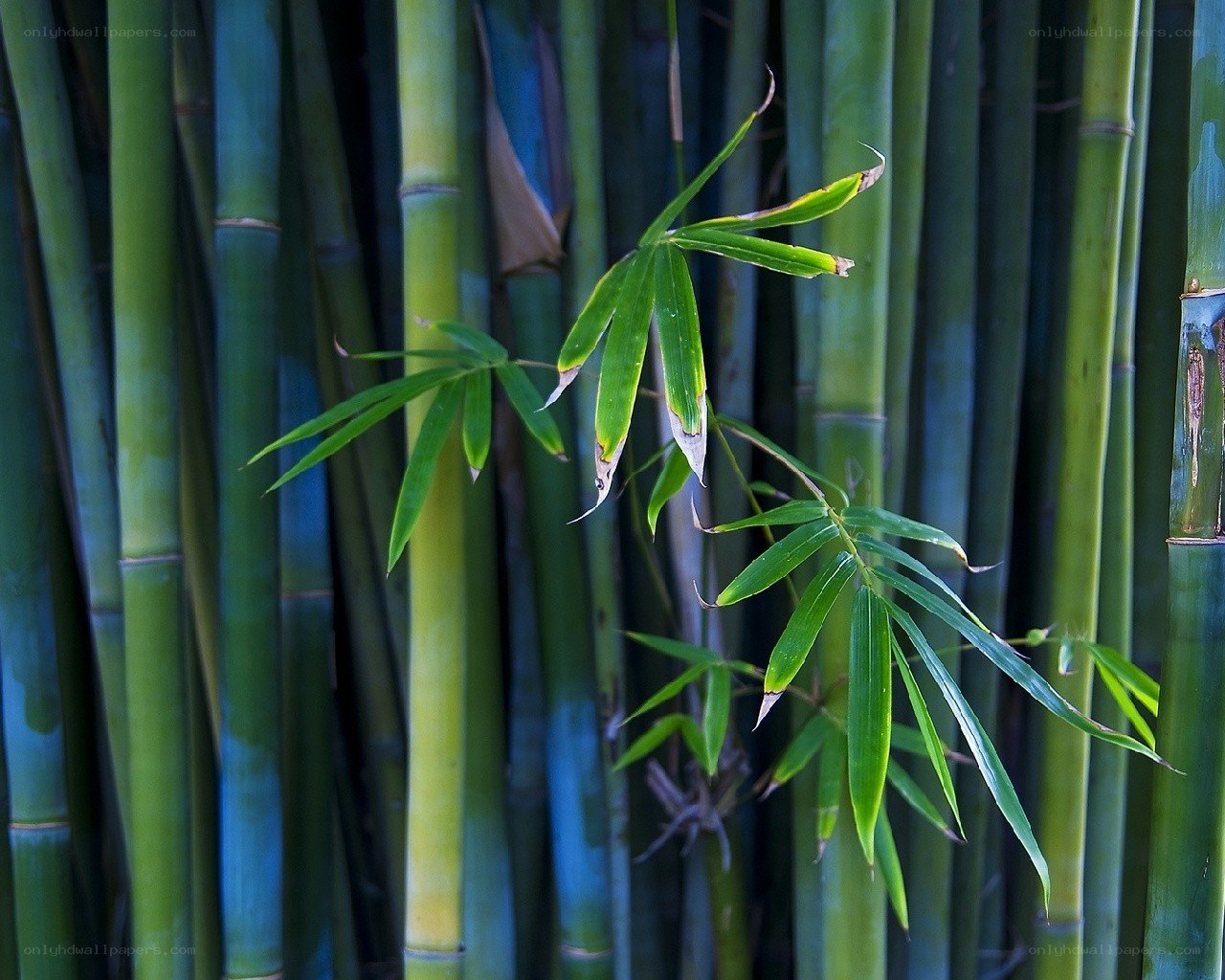 Bamboo grove with fresh leaves
