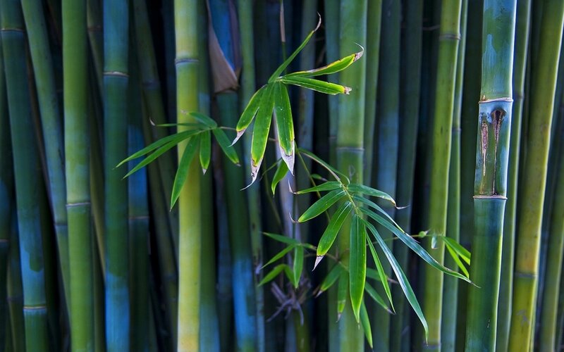 Bamboo grove with fresh leaves