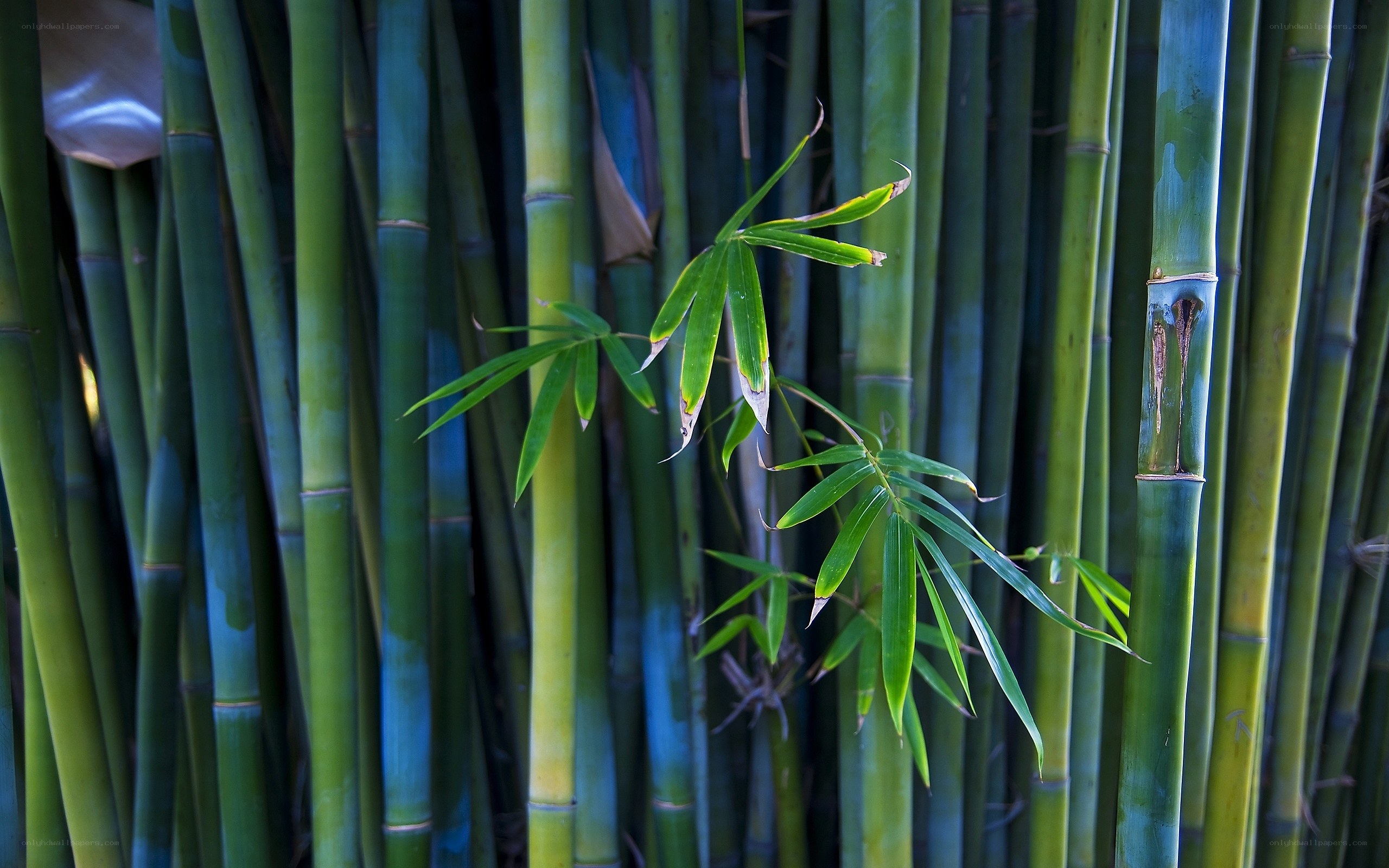 Bamboo grove with fresh leaves