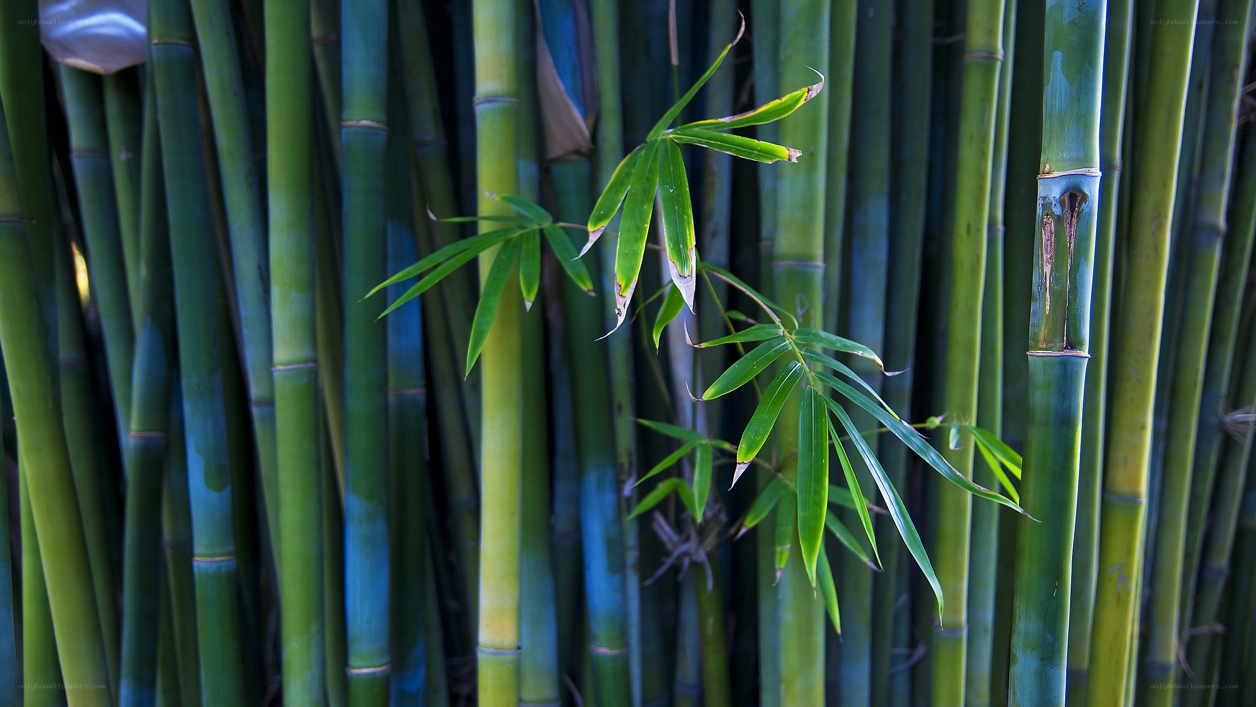 Bamboo grove with green leaves