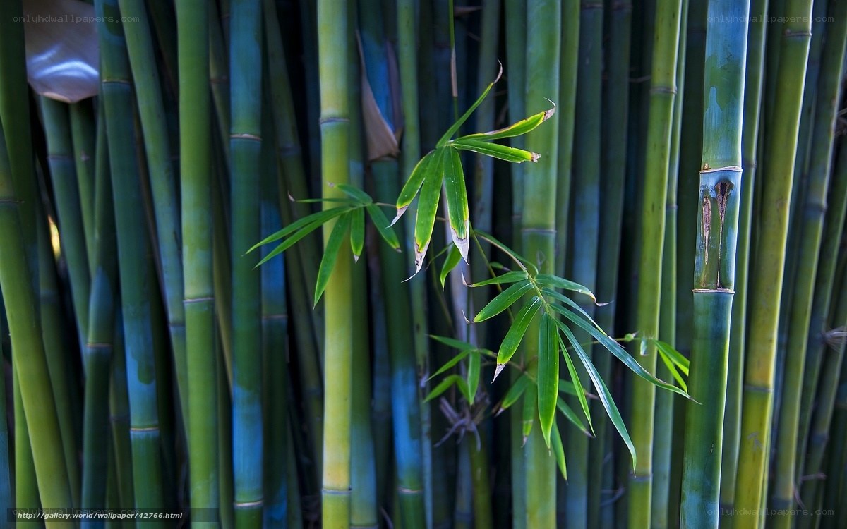 Bamboo grove with green leaves