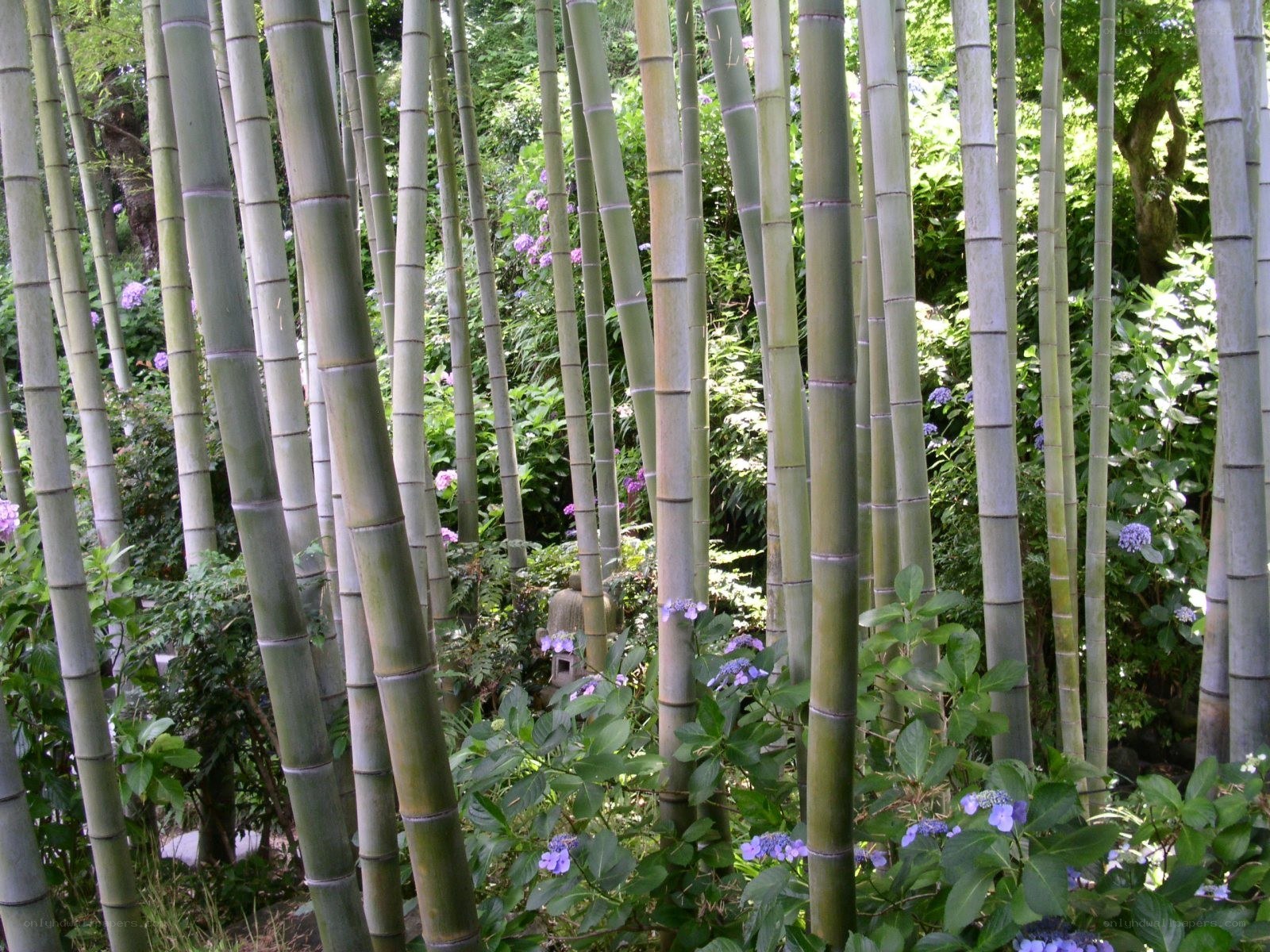 Bamboo grove with hydrangeas