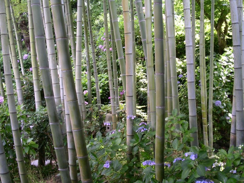 Bamboo Grove with Hydrangeas — Green, Serene, Afternoon