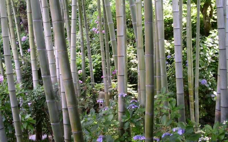 Bamboo Grove with Hydrangeas — Green, Serene