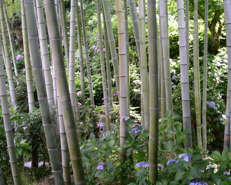 Bamboo Grove with Hydrangeas — Green