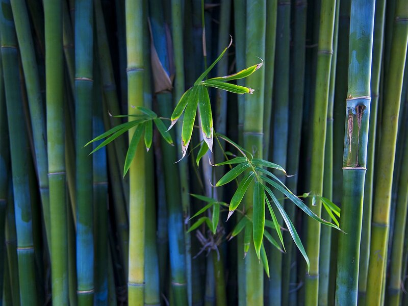 Bamboo grove with new shoots