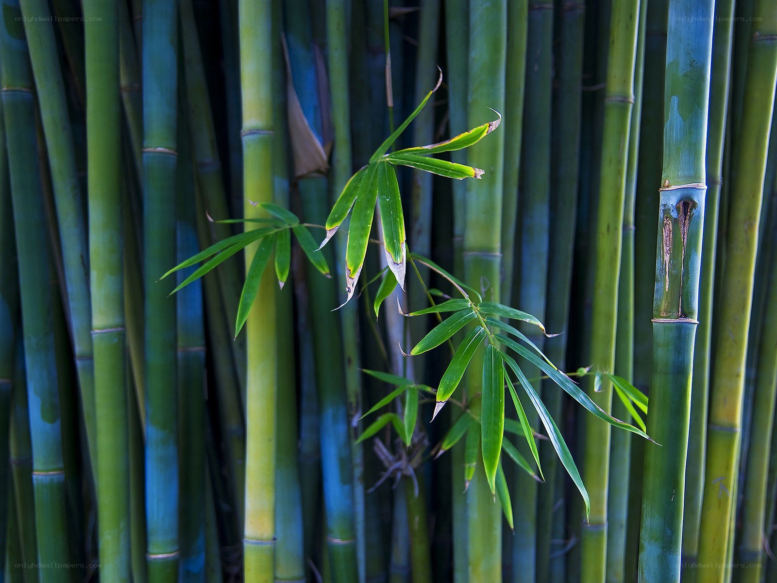 Bamboo grove with new shoots