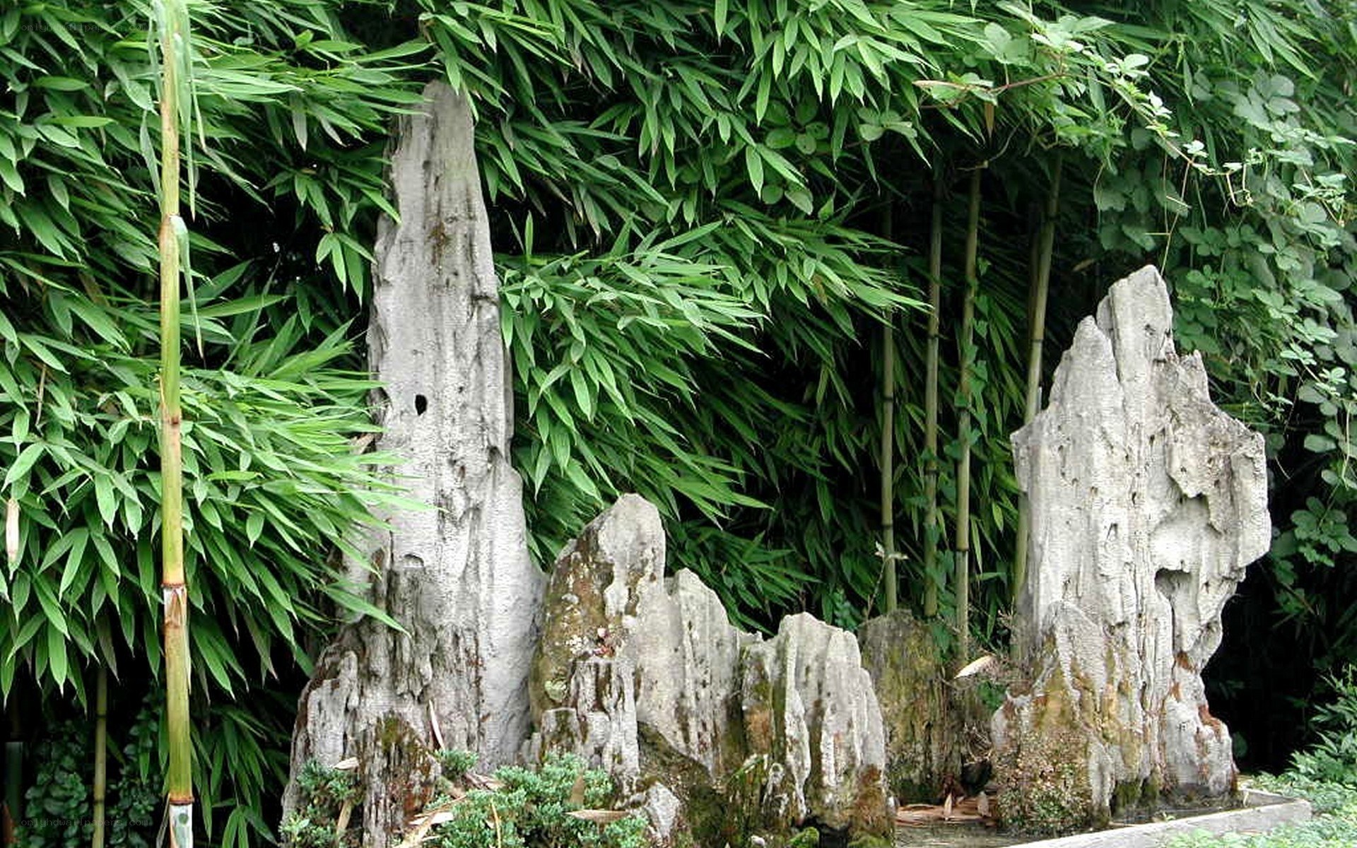 Bamboo grove with rock formations