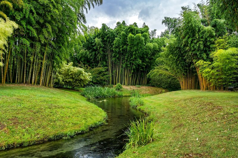 Bamboo Grove with Stream