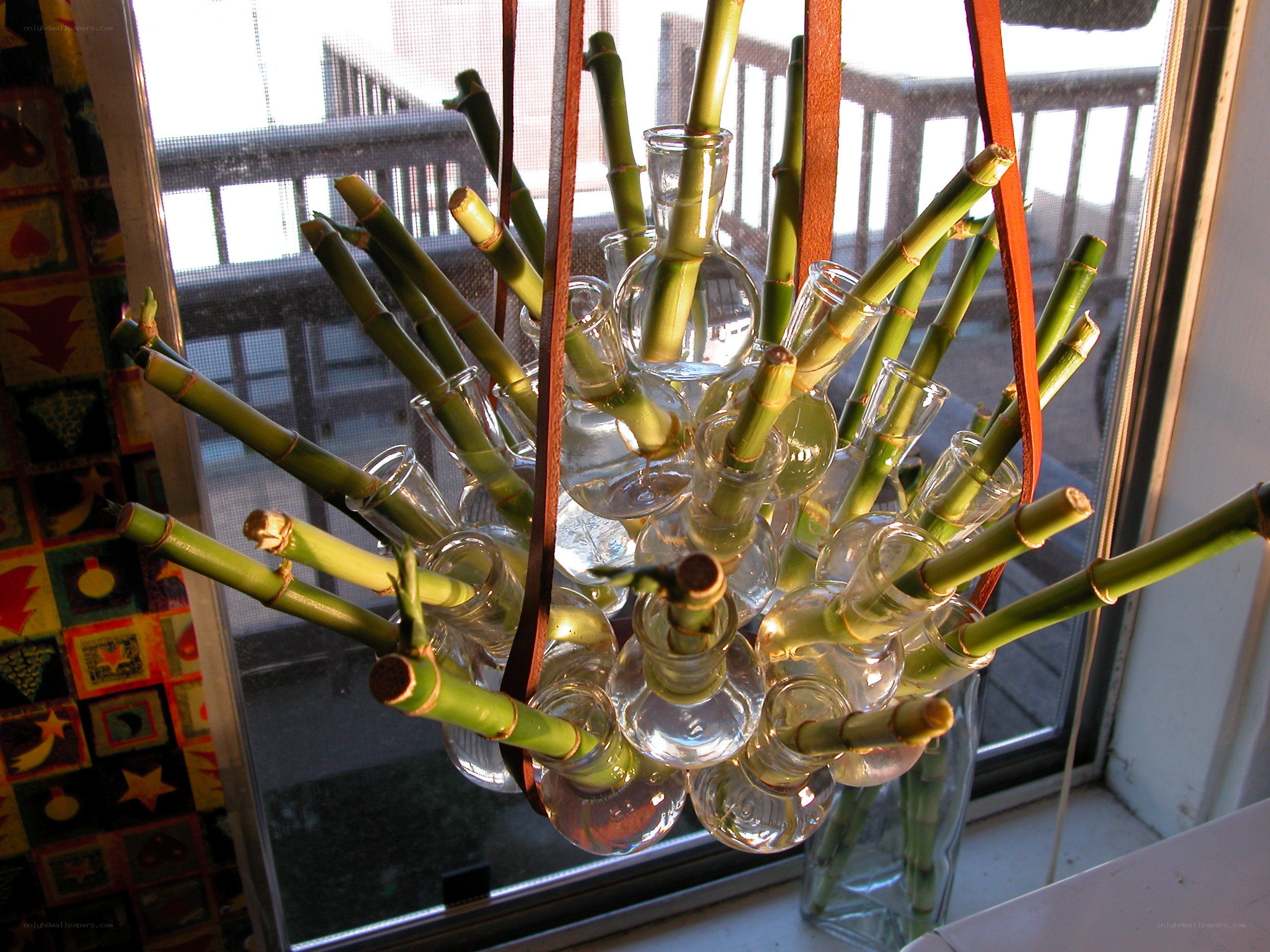 Bamboo in glass vases