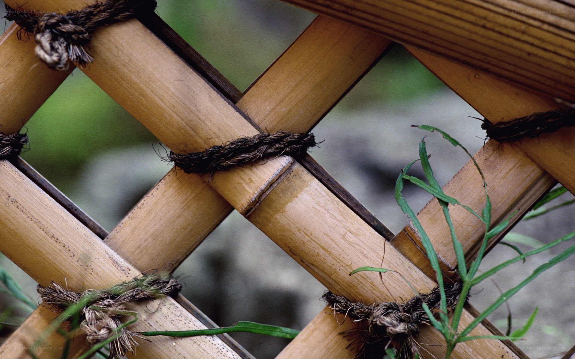 Bamboo lattice with rope bindings