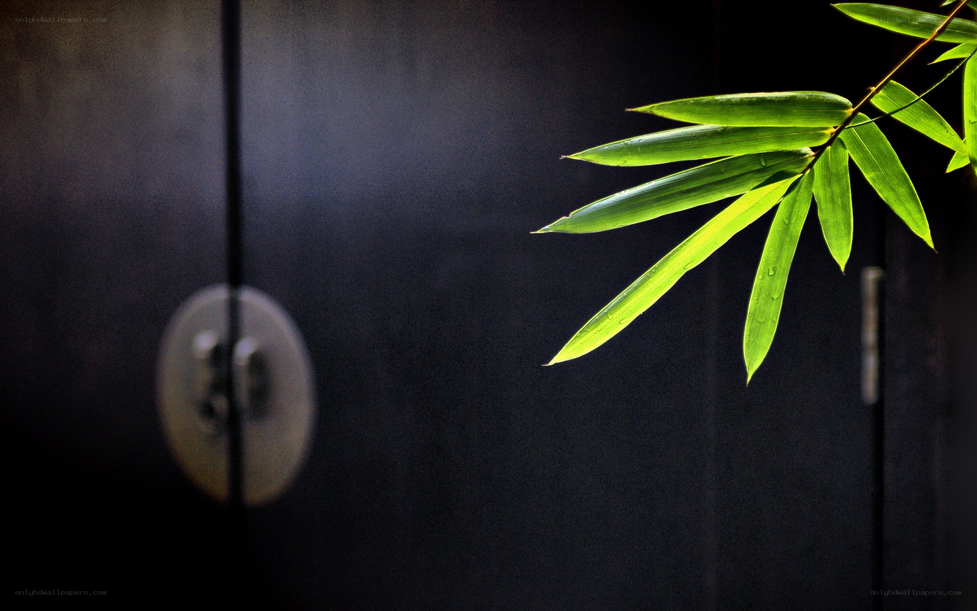 Bamboo leaf against dark door