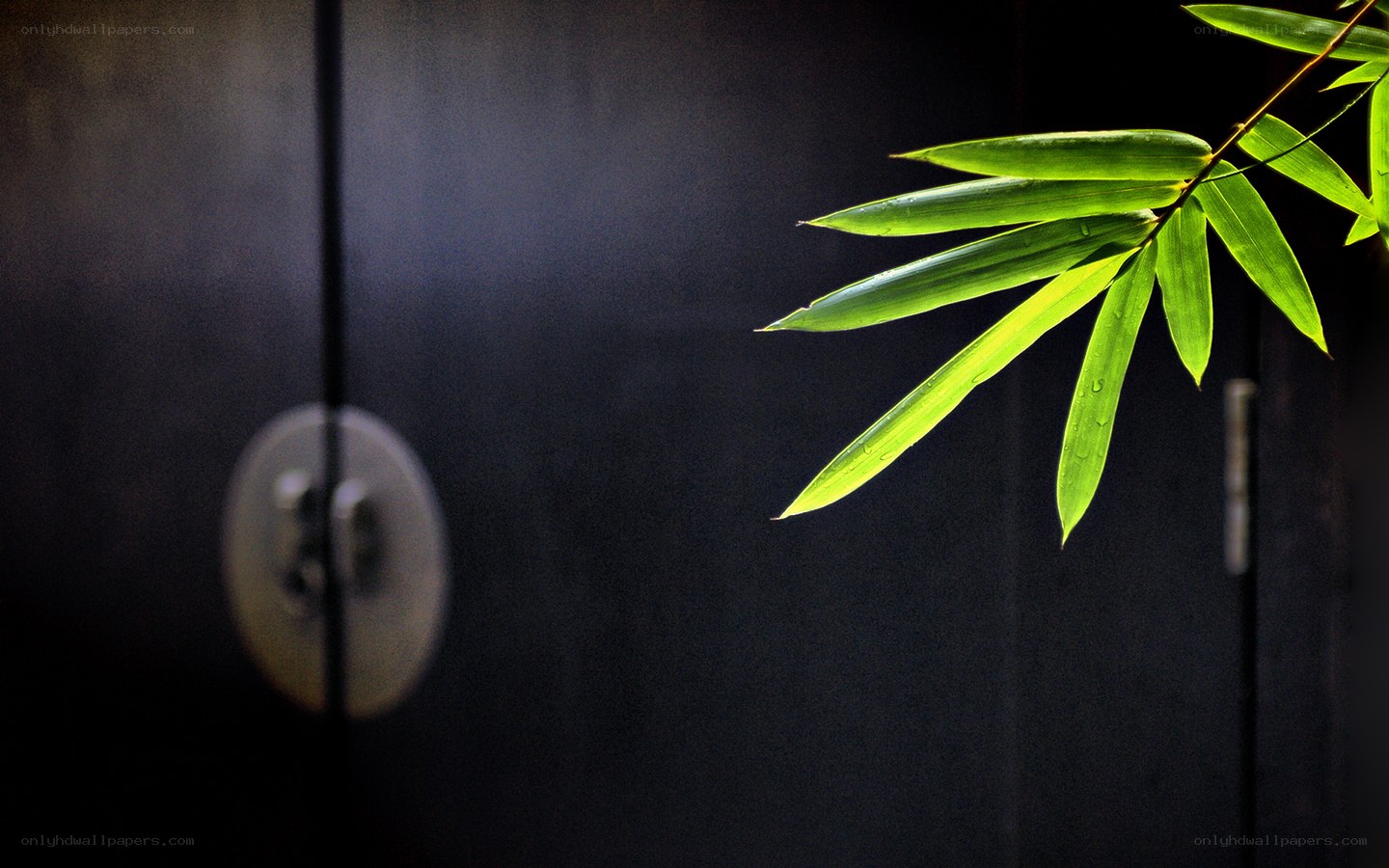 Bamboo leaf against dark door