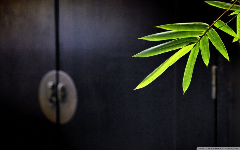 Bamboo leaf on dark door
