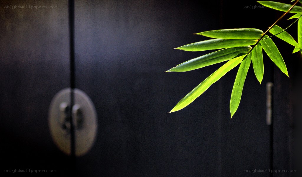 bamboo leaf on dark door