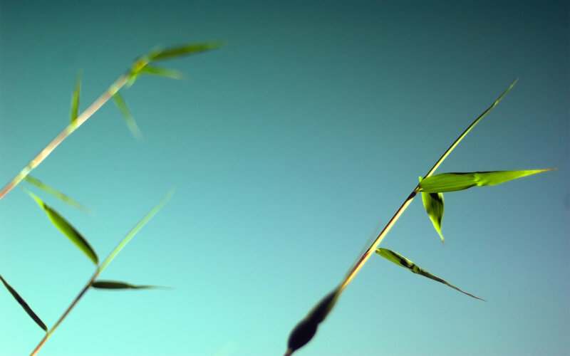 Bamboo leaves against blue sky