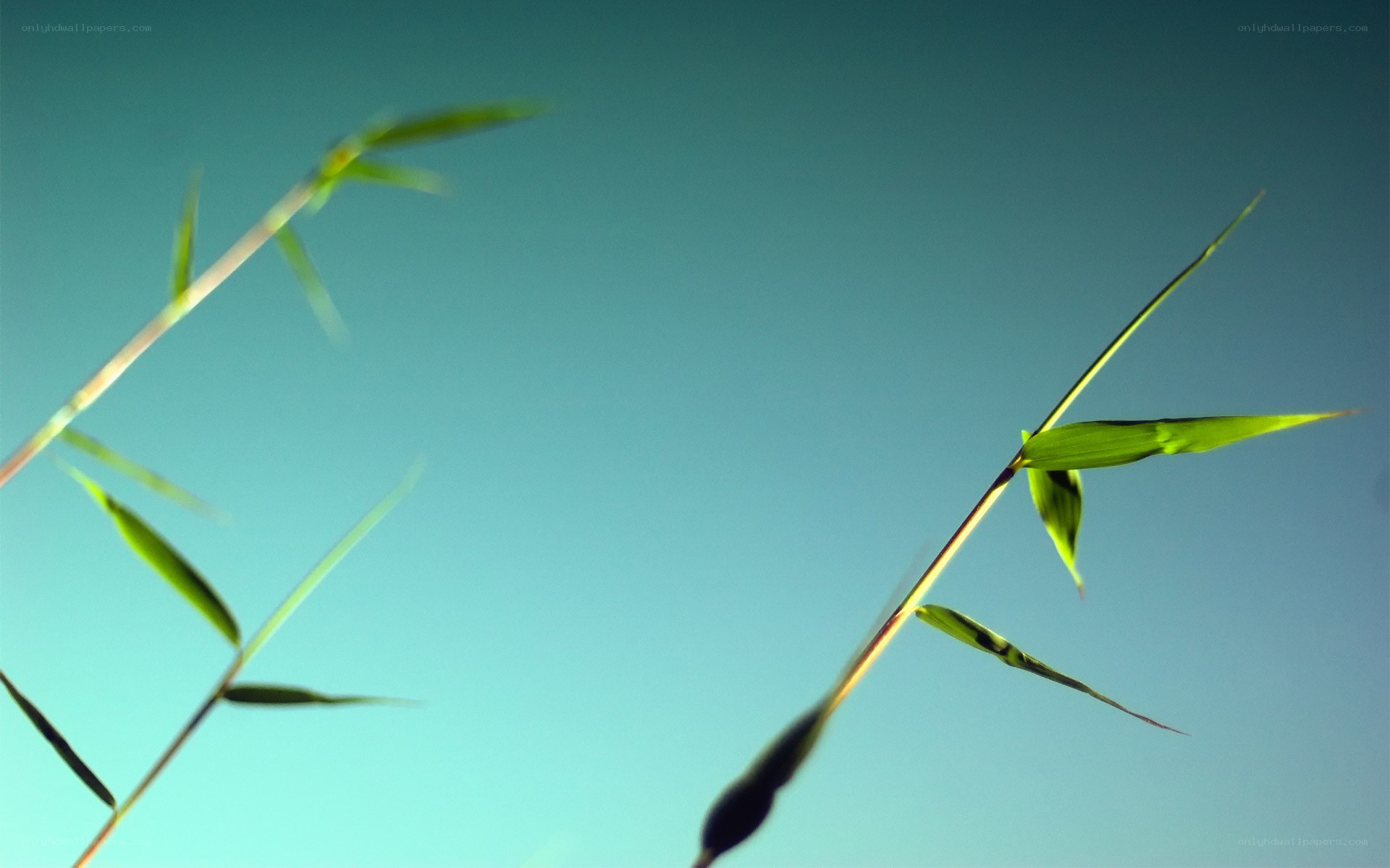 Bamboo leaves against blue sky