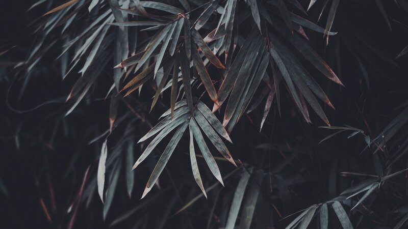 Bamboo Leaves in Shade