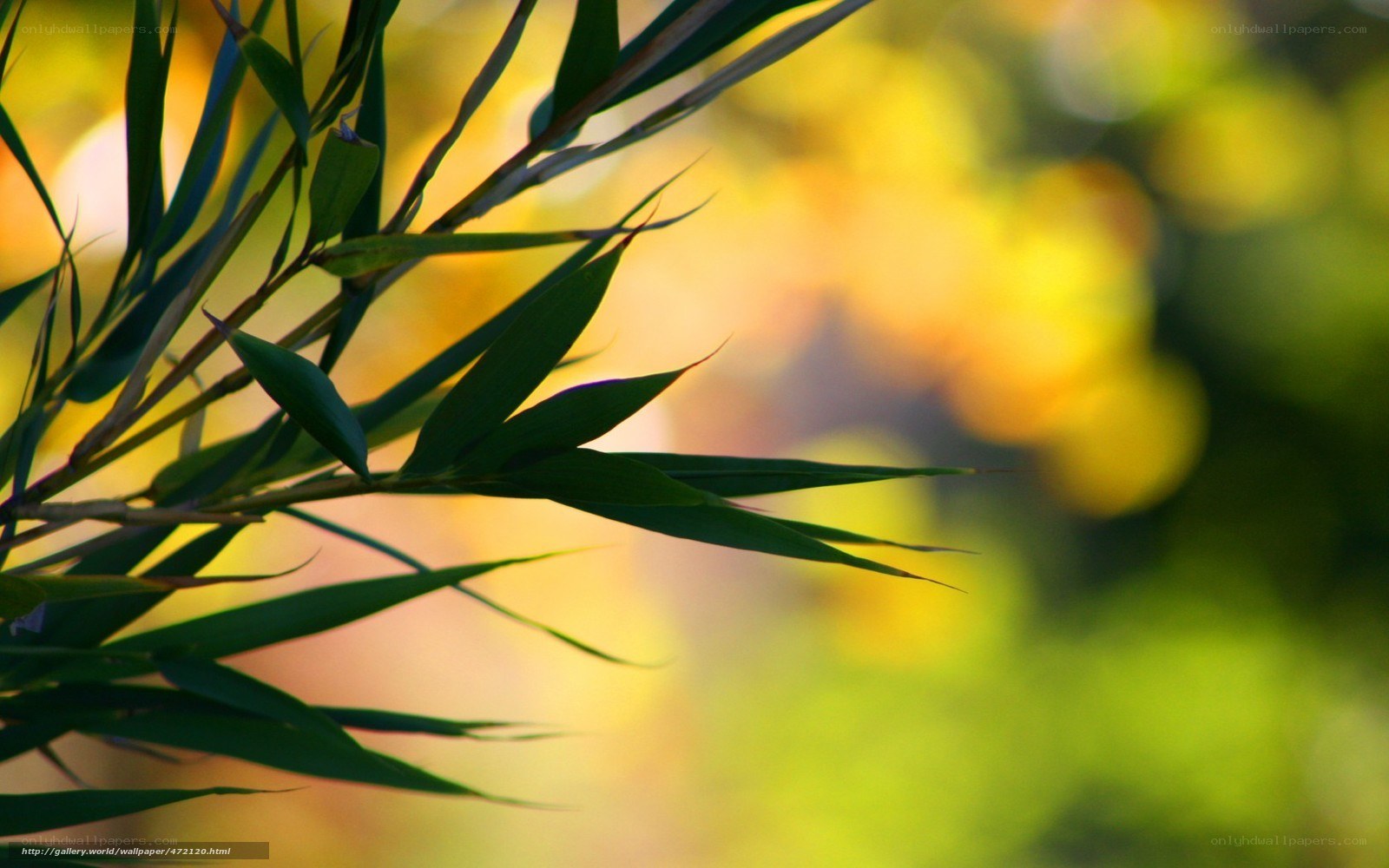 Bamboo leaves in sunlight
